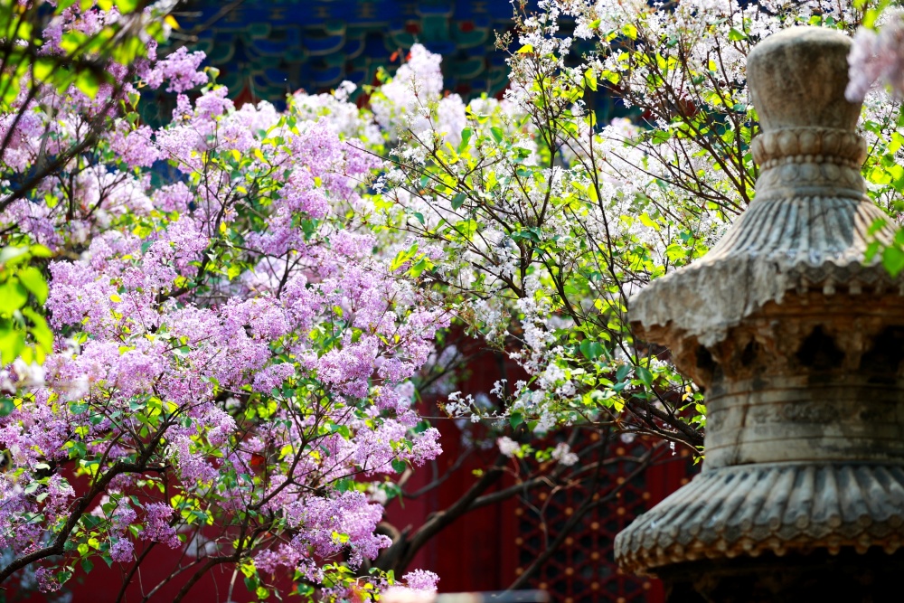 北京法源寺丁香花开春满园