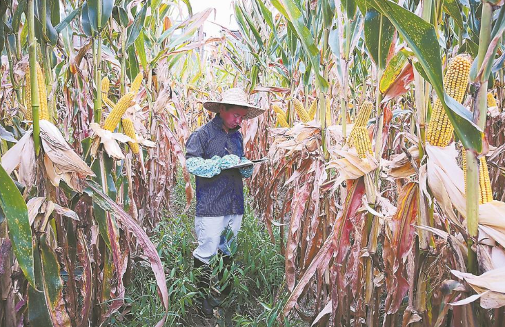 深读 | 玉米福建"芯"的逆袭