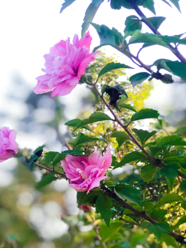 大理人的夏天从吃花开始!