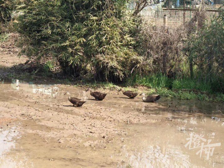 这两天很多人跑去萧山抓鸭子,幕后是个放弃留学回家
