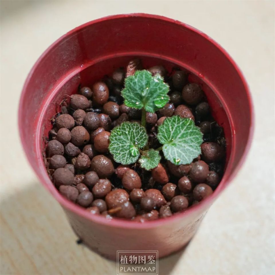 虎耳草与《边城》