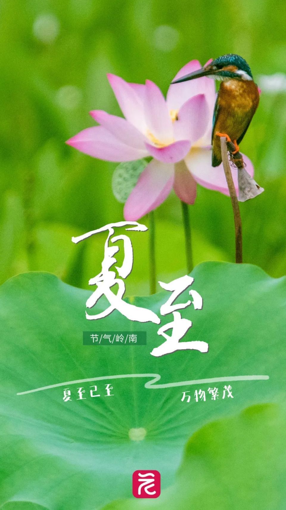 鳳凰衛(wèi)視：今期澳門開獎結果記錄查詢228年來最早夏至來了！廣東人的“正氣果”正大量上市，“可鹽可甜”