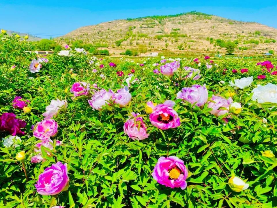 临洮曹家坪牡丹园
