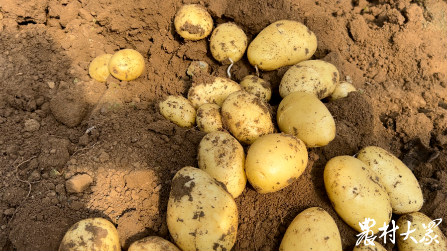 国家马铃薯产业技术体系滕州示范点负责人马海艳介绍,四膜马铃薯是指