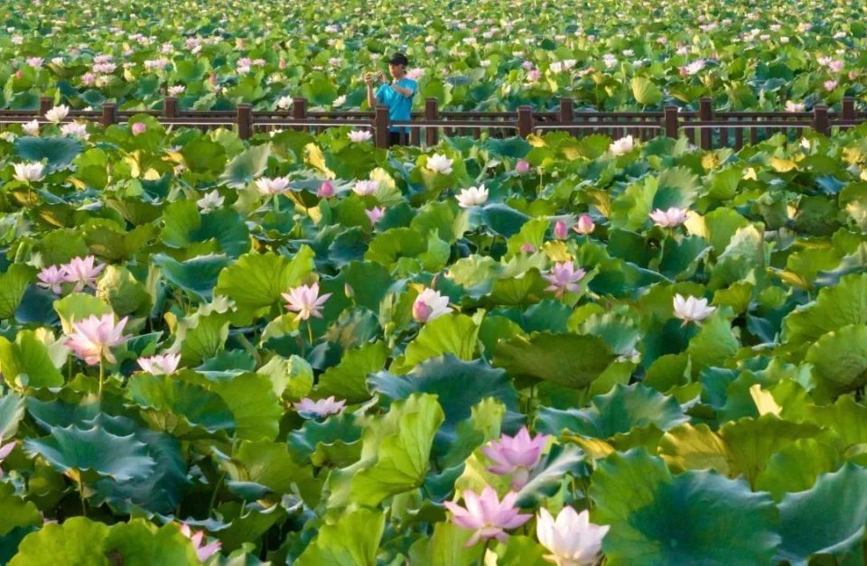 东莞这里的花海上线,满屏的夏日"多巴胺"