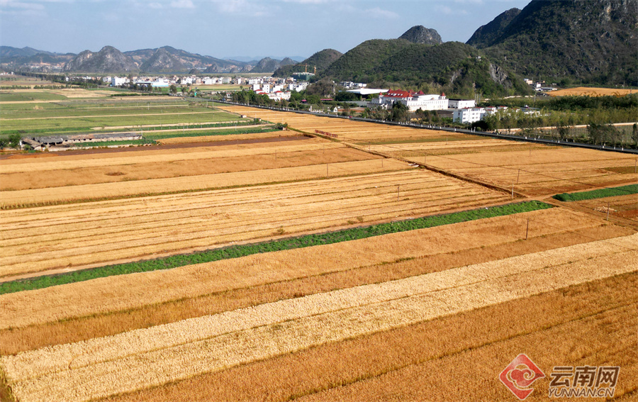 高清组图云南丘北18万亩小麦喜获丰收