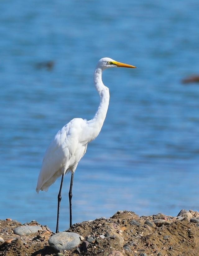 京城多地白鹭翩飞