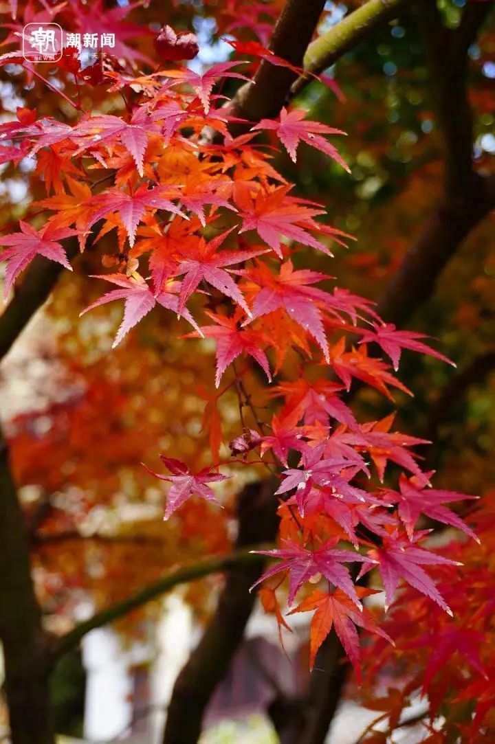 西湖边"大枫树"突然火出圈