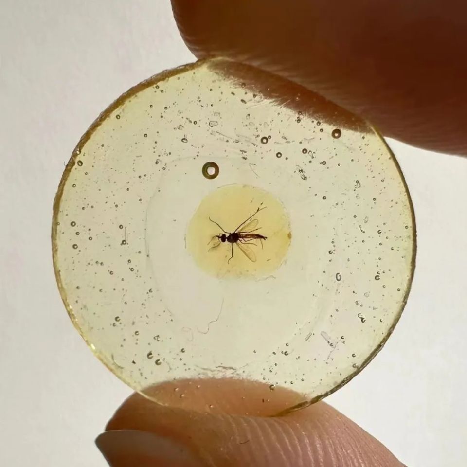 雄蚊也吸血13亿年前最古老化石雄蚊被发现刺吸式口器