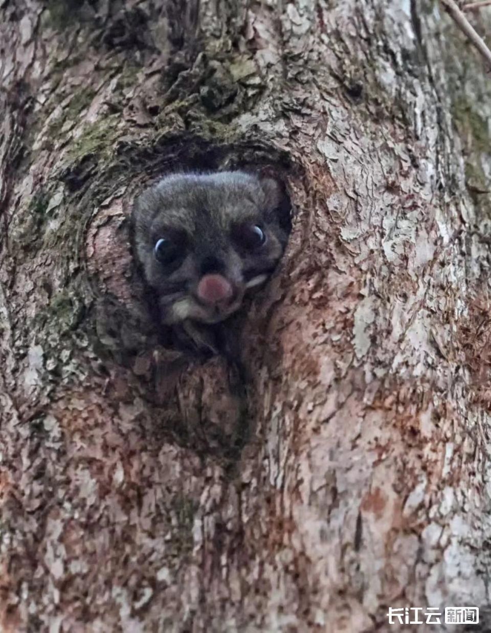 大老岭保护区生活着灰头鼯鼠,复齿鼯鼠,红白鼯鼠,三种鼯鼠都可以用萌