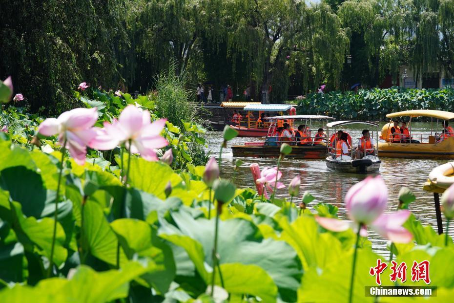 日前,昆明市大观公园大片荷花盛开,吸引民众游园,赏花.中新社