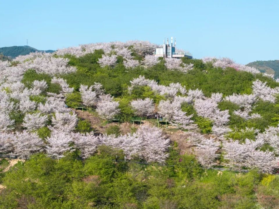 杭州樱花谷50元门票值不值,高速免费攻略来了_腾讯新闻