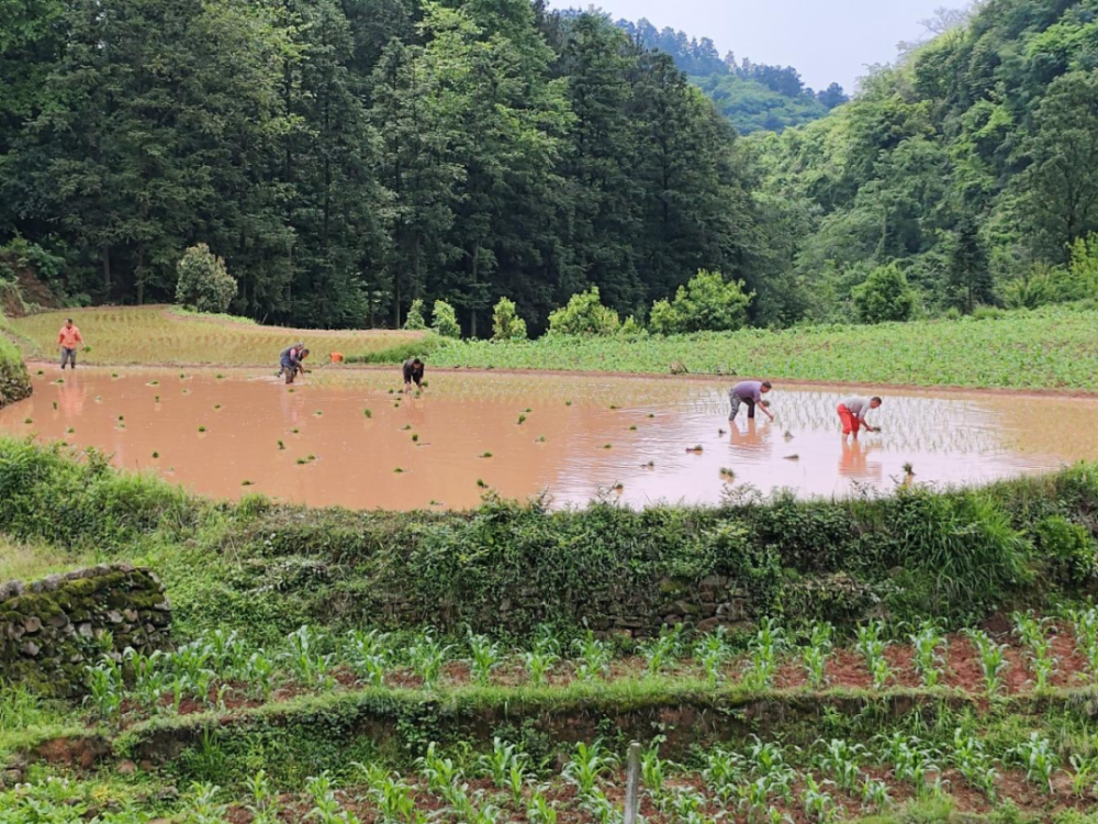 时下,雨水充足,正是水稻秧苗移栽关键期,在息烽县小寨坝镇的田间地头