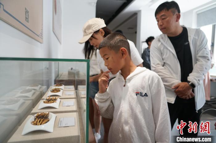 青海冬虫夏草采挖季 民众走进博物馆了解虫草文化