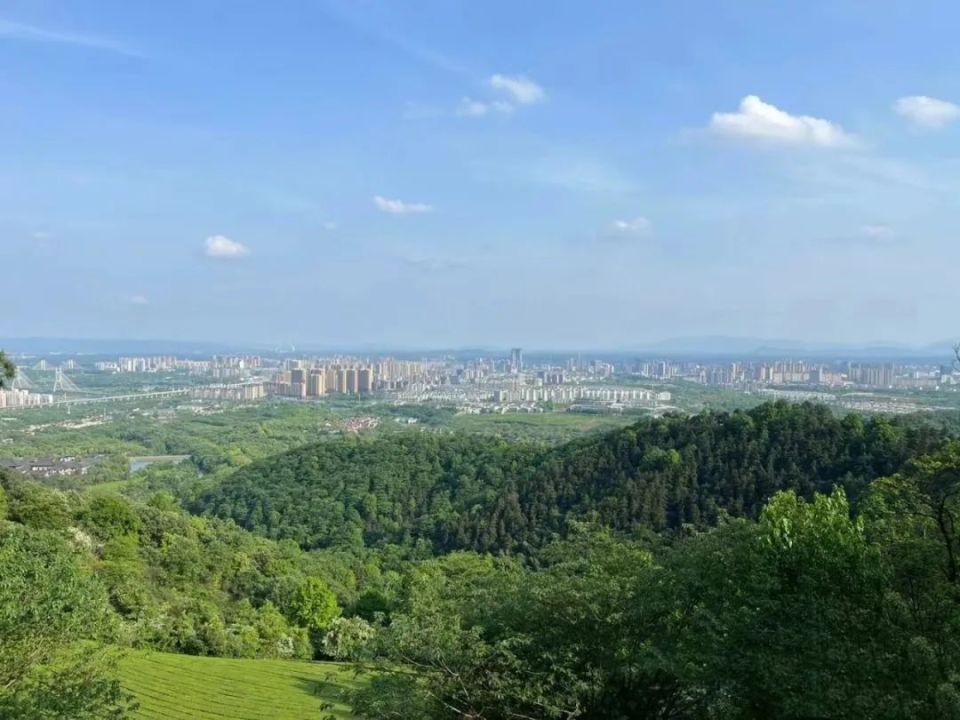 敬亭山的云海,茶园,竹林.初夏的绿意浓到化不开