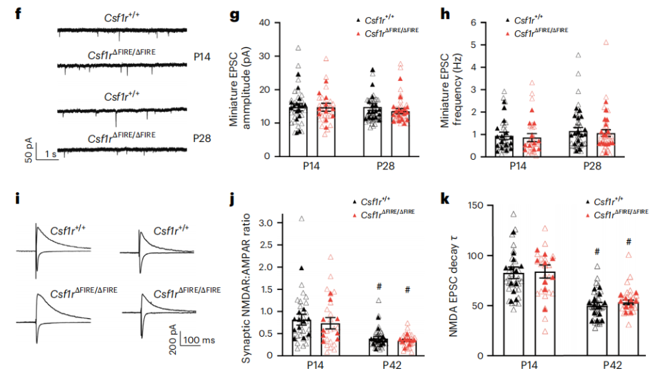Nature neuroscience：科学家发现小胶质细胞可能不参与突触发育过程_腾讯新闻