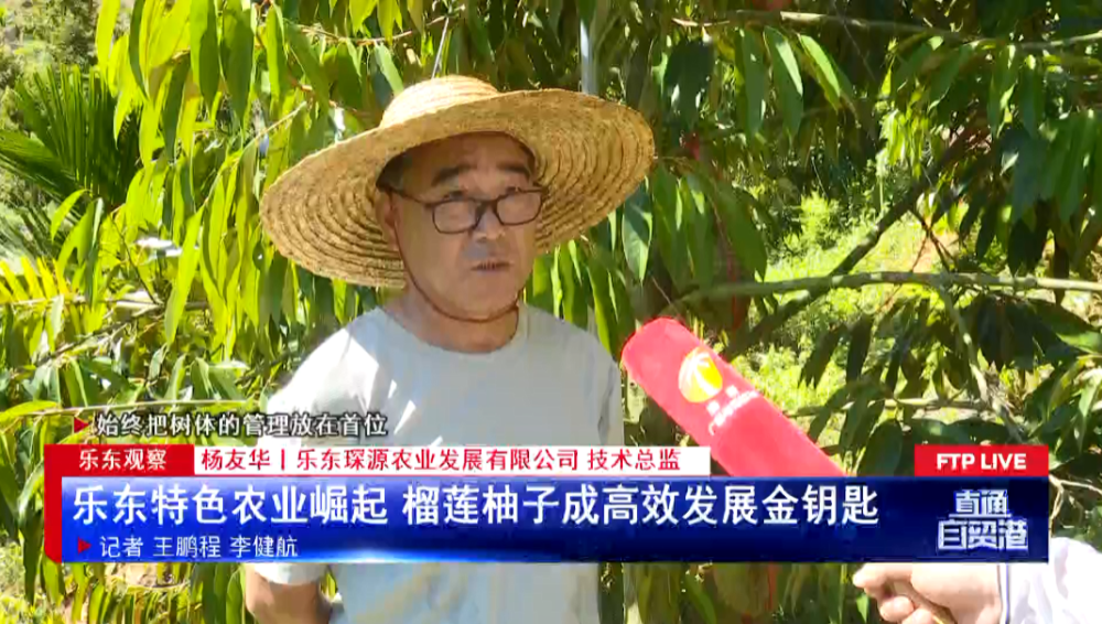 乐东观察:乐东特色农业崛起 榴莲柚子成高效发展金钥匙