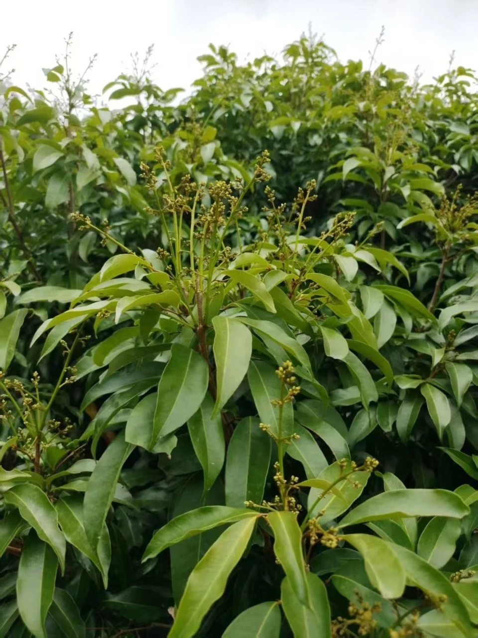 今年优质荔枝或大幅减产，种植户：很多枝梢都没见花，价格可能比去年高很多_腾讯新闻
