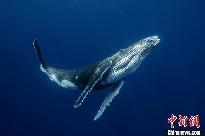 须鲸在水中如何歌唱?国际最新研究发现其会用一种特化的喉部发声