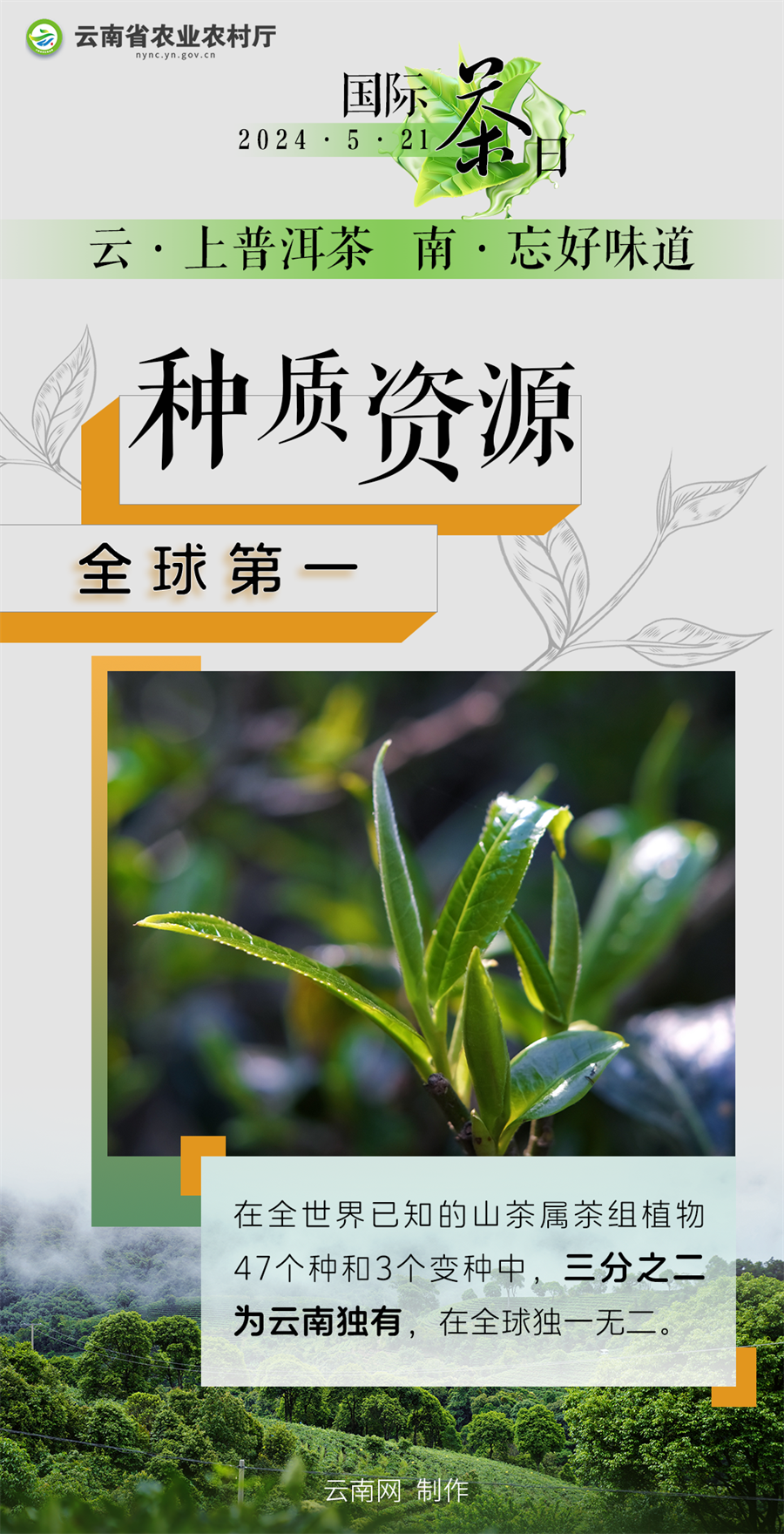 国际茶日丨小小绿叶释放大能量 "云茶"交出亮眼成绩单