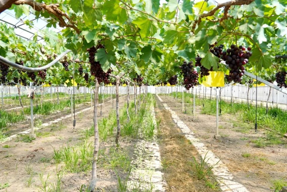 今年夏天的第一口马陆葡萄就要来了!地产品种马葡一号将正式量产