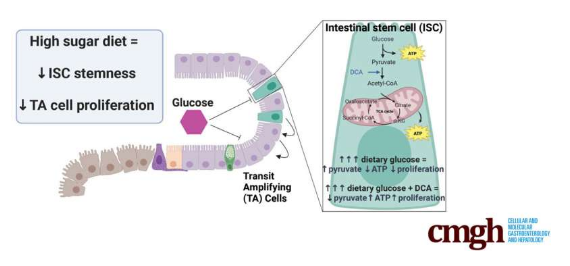 CMGH：揭示高糖饮食恶化炎性肠病背后的分子机制_腾讯新闻