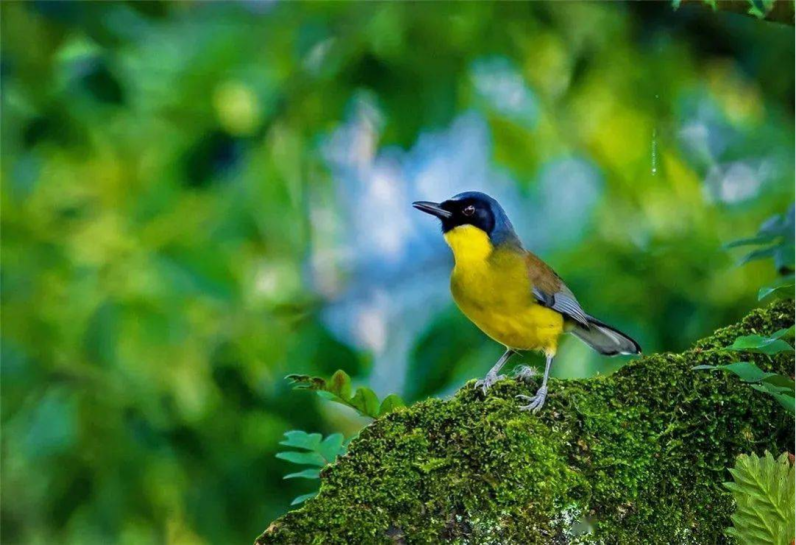 爱鸟护鸟 和谐共生_腾讯新闻