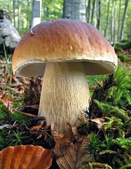 也对,花园里除了生产者,消费者,也需要一些来自土壤深处的分解者.