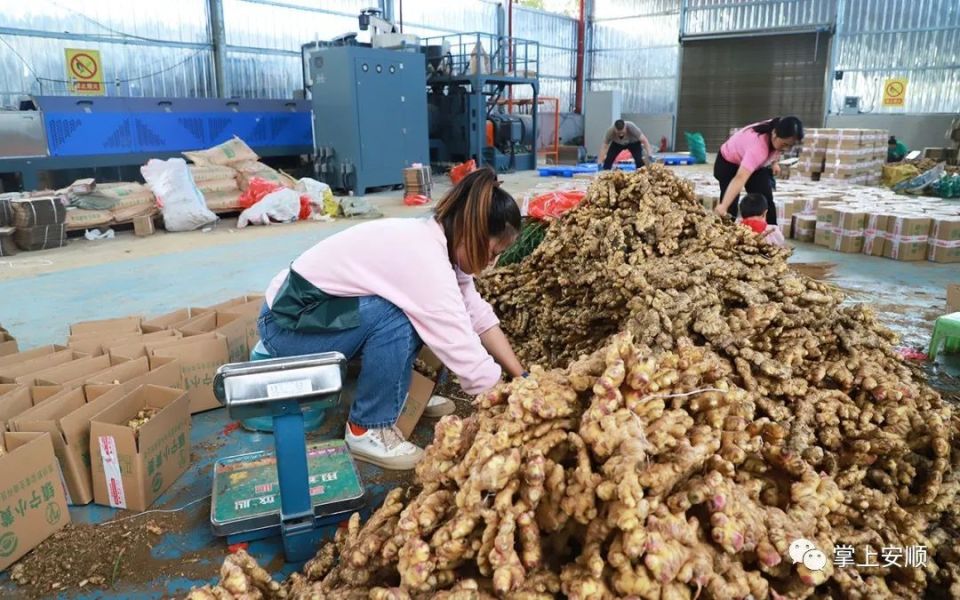 [南方生姜网-图片加载]