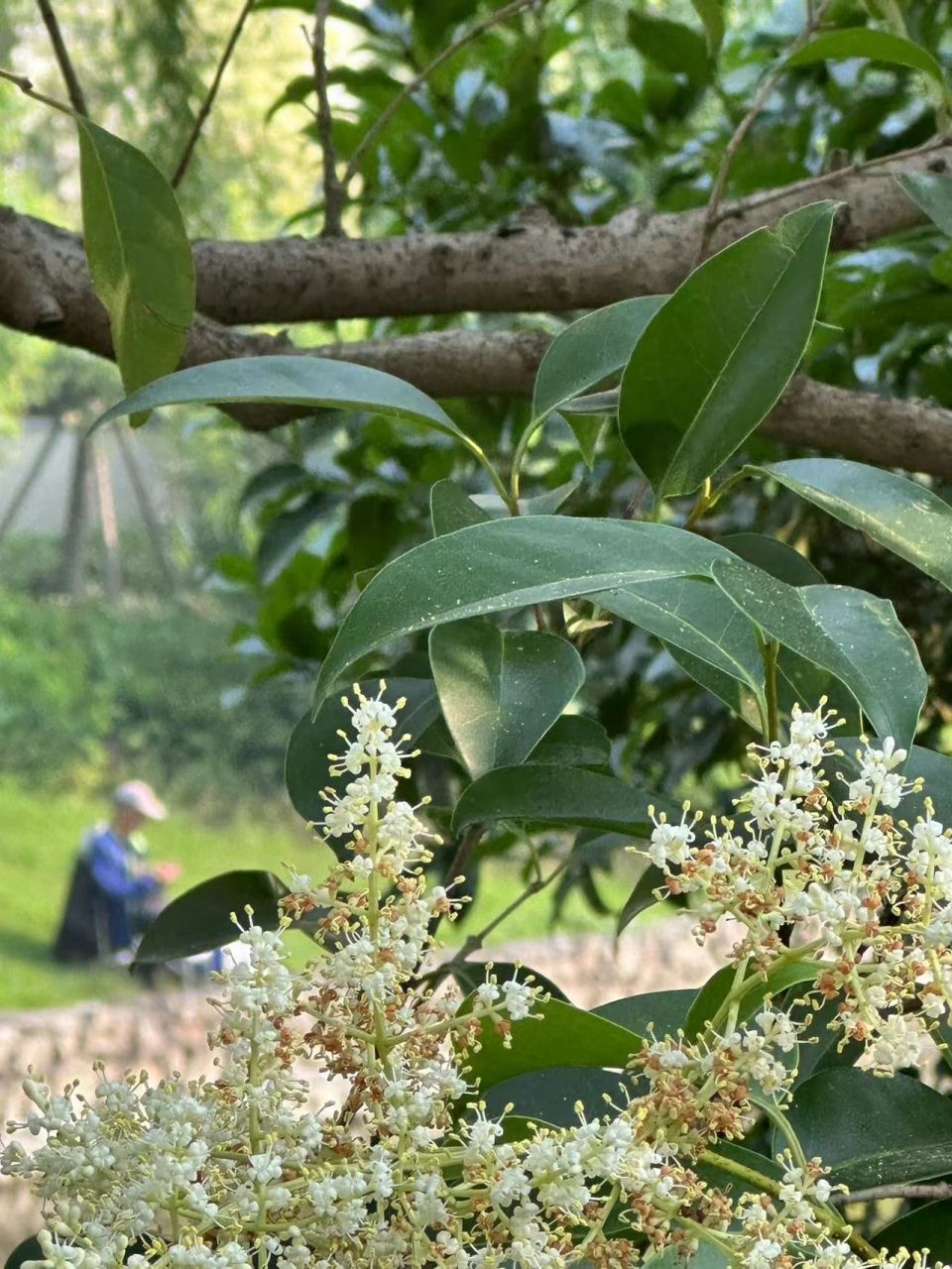 有关女贞树的记忆