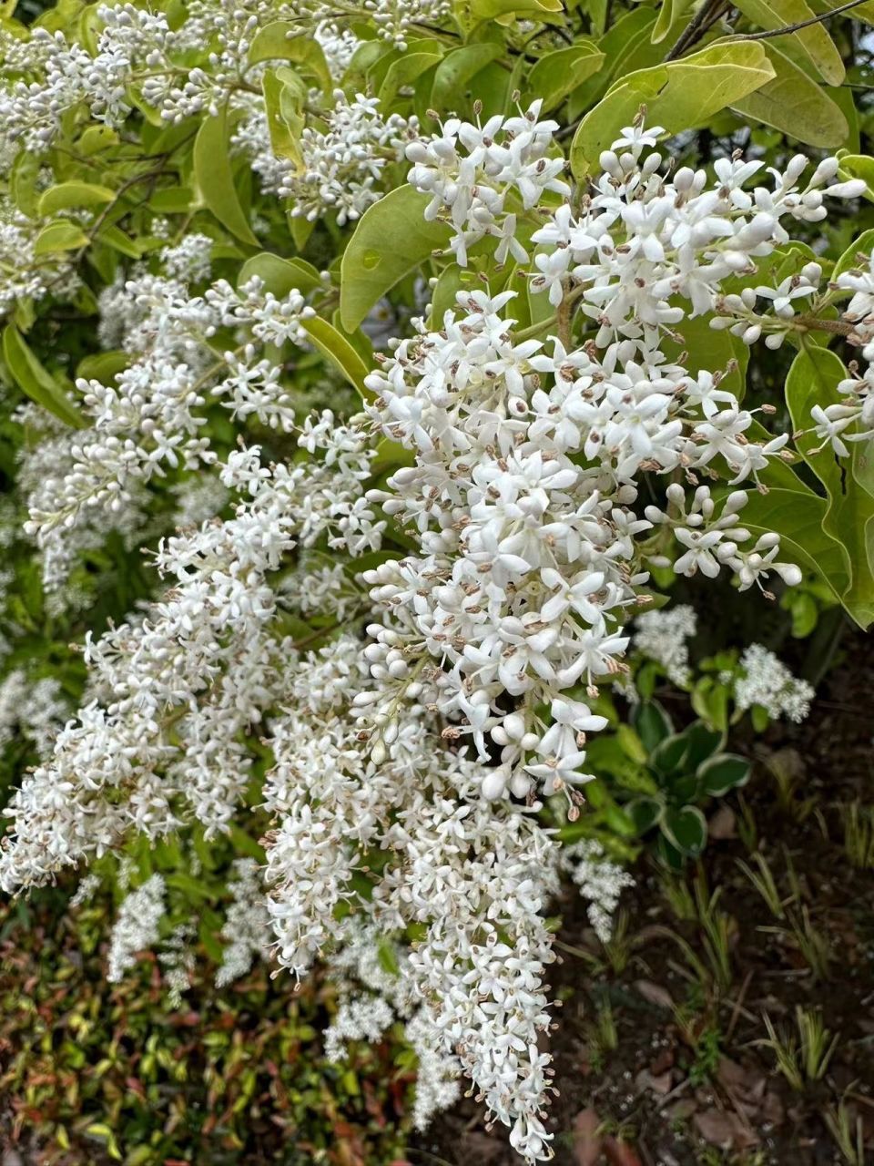 18年里,幸亏有女贞树的花,有父亲特别喜欢的气息环绕周身,可以稍稍
