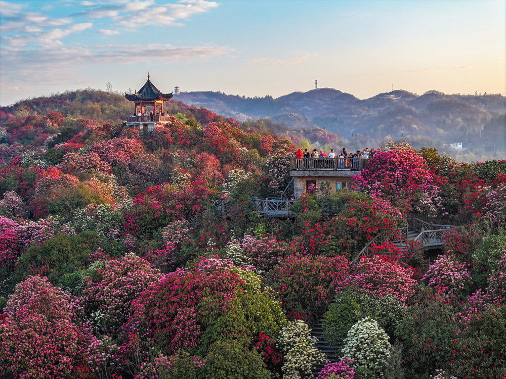 茶乡花海图片图片