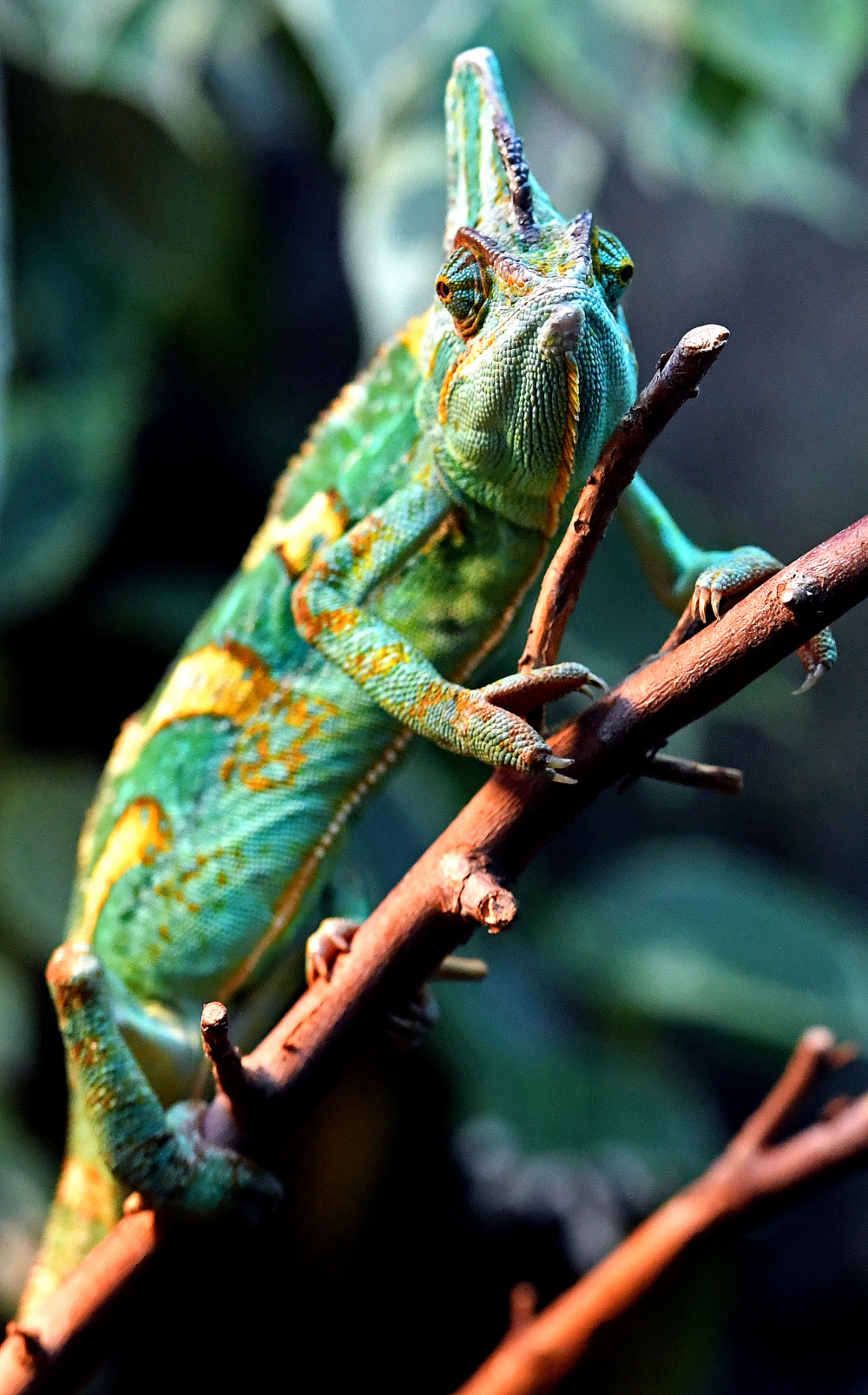 俄罗斯动物园里的爬行动物_腾讯新闻