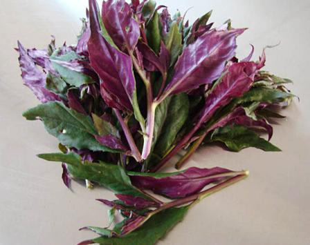 一家六口扫墓后误采毒草食用中毒,血皮菜化儿草傻傻分不清_腾讯新闻