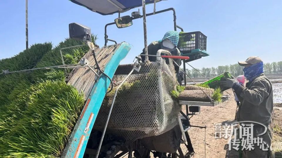 插秧季,田间披"新绿"