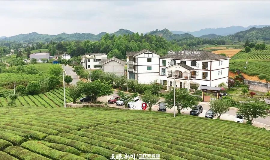 【关注】走进茶海湄潭的十二时辰