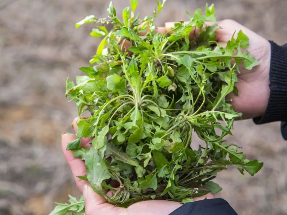 春天挖野菜的诗图片