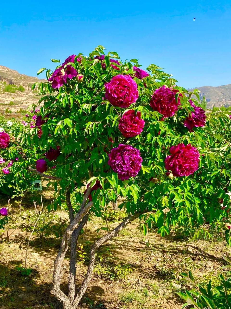 临洮曹家坪牡丹园