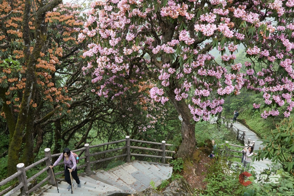 c视觉·航拍四川(84)︱峨眉高山杜鹃盛放 云端山野繁花似锦