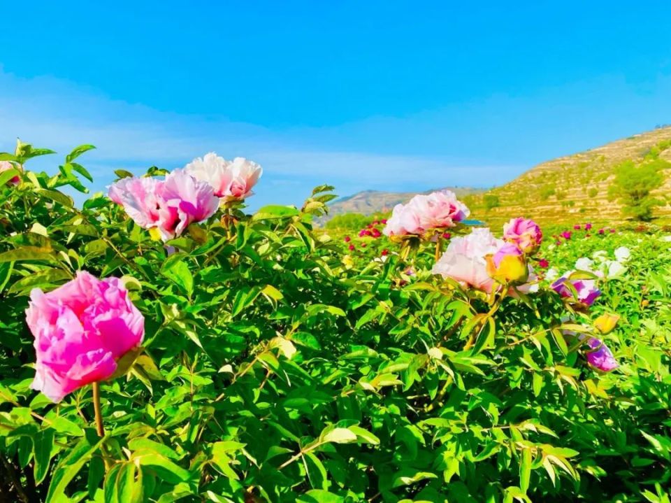 临洮曹家坪牡丹园