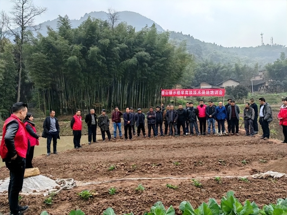 泸州合江县榕山镇:乡贤送上及时雨 旱地育秧解难题