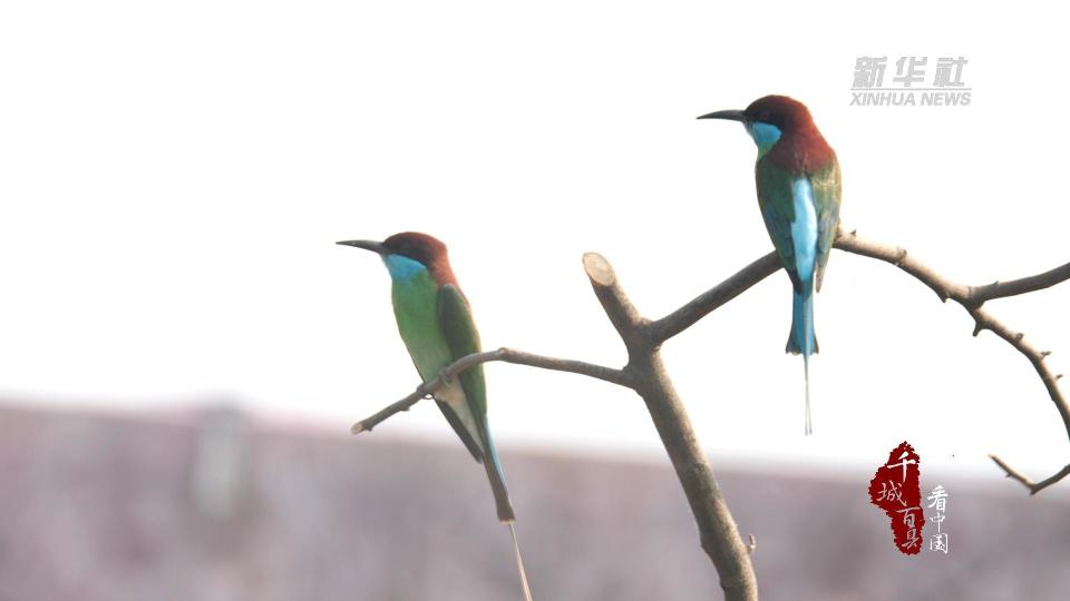 千城百县看中国|湖北荆门:连续12年!蓝喉蜂虎现身荆门漳河之畔