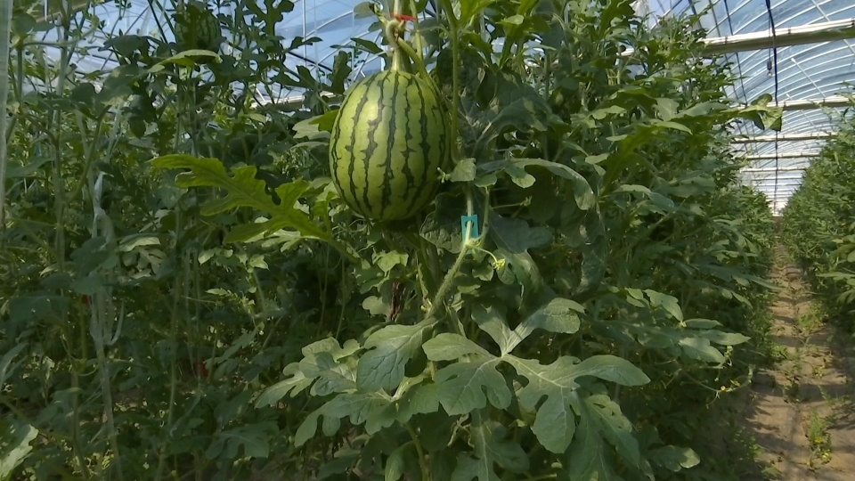 武汉西瓜种植采用"空中"立体栽培 亩产可达5000斤