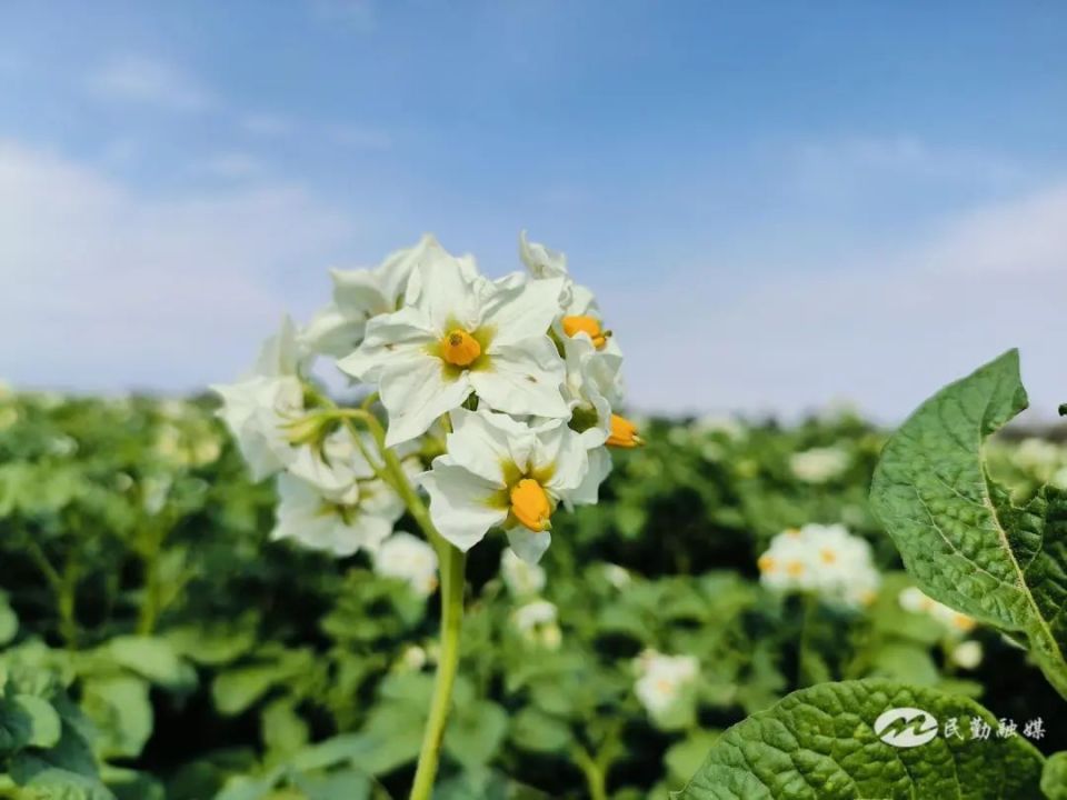 民勤:马铃薯花飘香 绽放丰收"薯"光