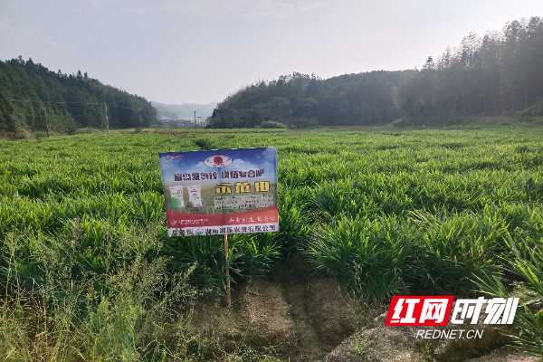 [南方生姜网-图片加载]