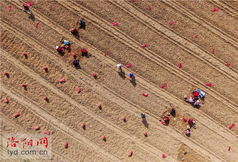 孟津区白鹤镇规模化种植中药材带动农民增收致富组图