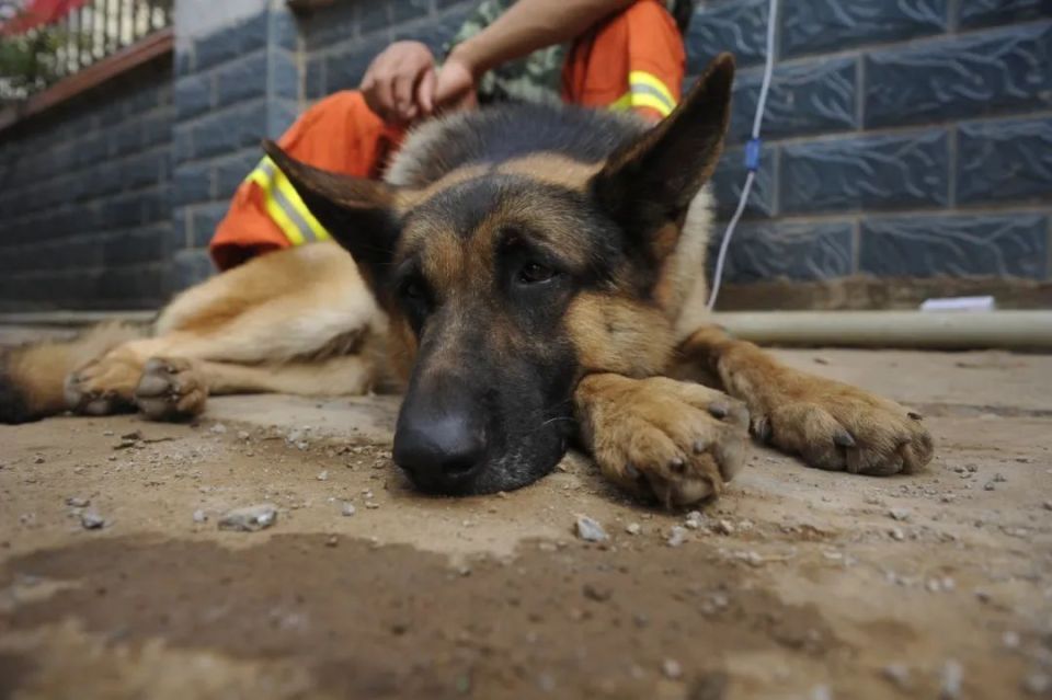 云南消防搜救犬5·12抗震救灾追忆 十六年我们不曾忘记