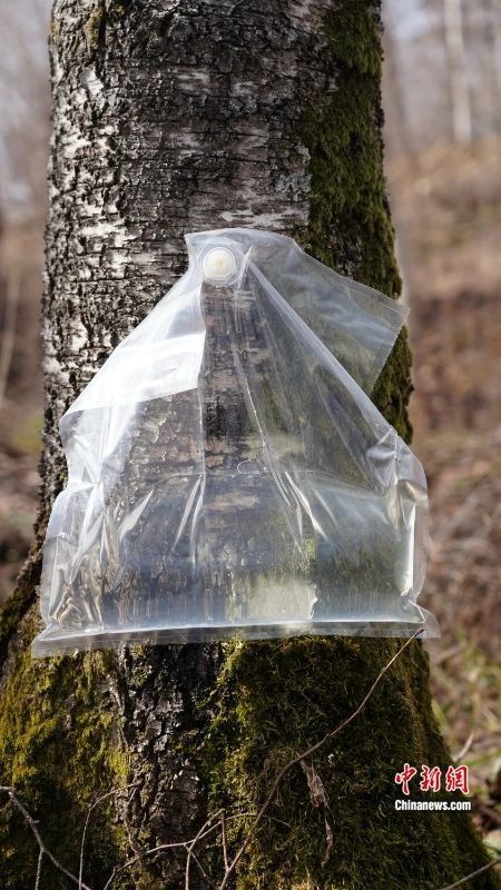 人这一辈子,一定要去一趟丰林!