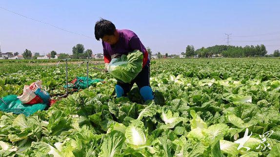 峄城区底阁镇200亩大白菜喜获丰收