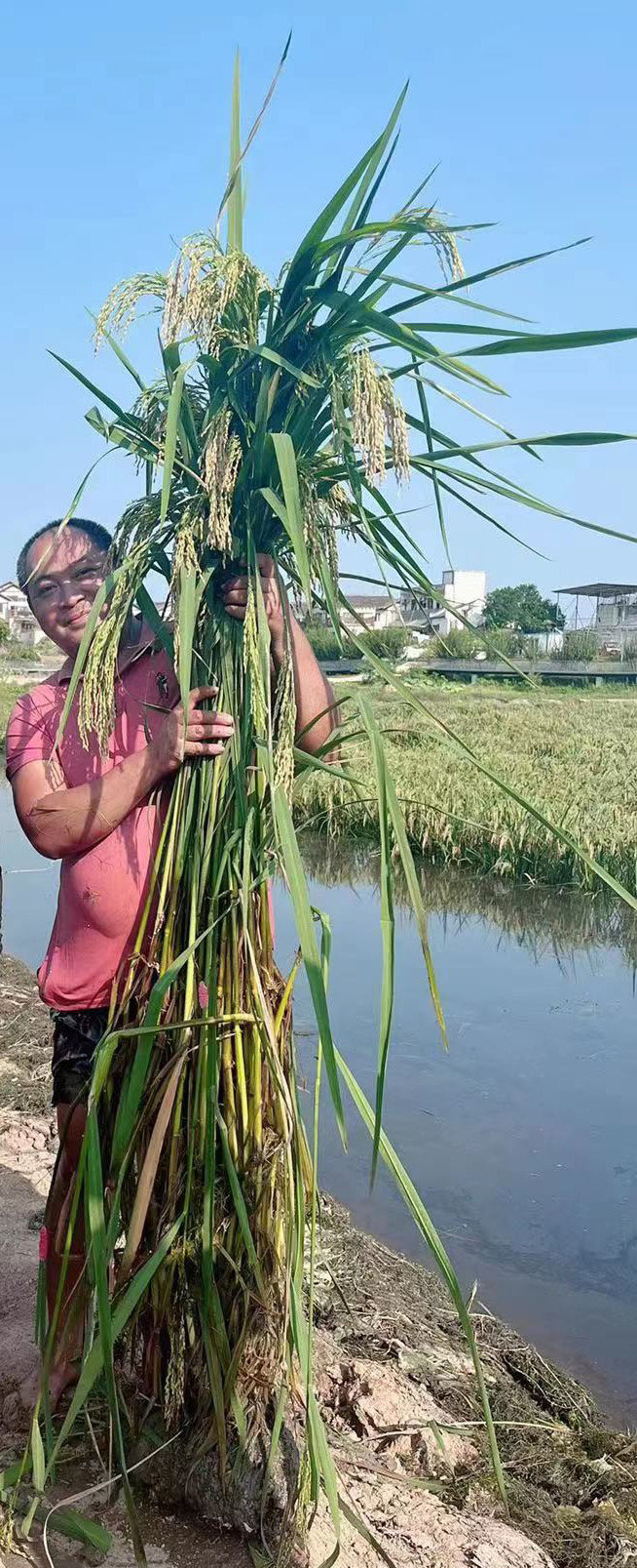 "巨型稻是水稻育种过程中的一种特殊的材料,从各地试种产量看,的确比